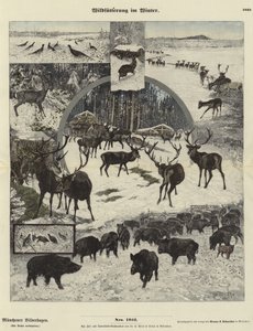 冬の野生生物摂食