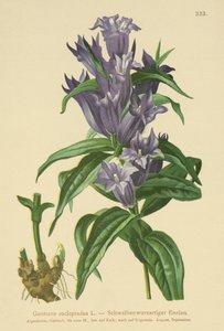 ウィロージェンティアン（Gentiana asclepiadea） 作： German School