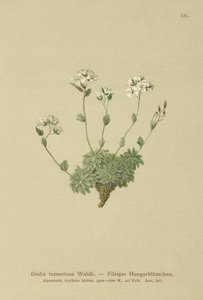 Wolley Whitlowグラス（Draba tomentosa） 作： German School