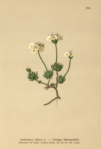 ウォリーロックジャスミン（Androsace villosa）