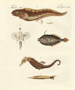 素晴らしい魚 作： German School