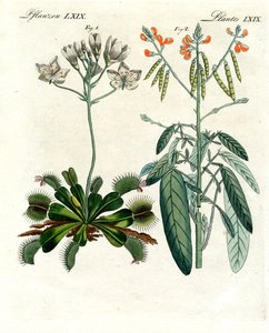 すばらしい植物（彩色された彫刻 作： German School
