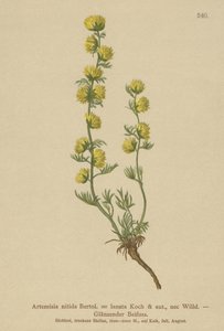 よもぎ（Artemisia nitida、Artemisia lantana） 作： German School