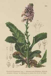 ウルフェニア（Wulfenia Carinthiaca） 作： German School