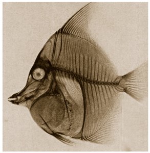 魚のX線c.1890 作： German School