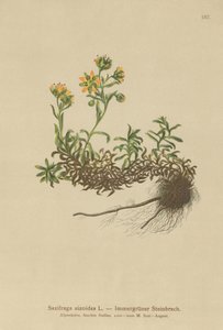 イエローマウンテンSaxifrage（Saxifraga aizoides） 作： German School
