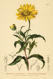黄色のオックスアイ（Buphthalmum salicifolium） 作： German School