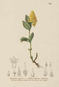 黄色のPaederota（Paederota Ageria、Paederota lutea） 作： German School