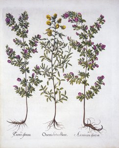 黄色い休みハロー、ピンクの休みハロー、ピンクのとげのある休みハロー、Hortus Eystettensis作、Basil Besler（1561-1629）、パブ。 1613（手塗りの彫刻） 作： German School