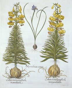 Hortus Eystettensisからの球根とドワーフブルーアイドグラス付きの黄色のTurkscapユリ、Basil Besler（1561-1629）、パブ。 1613（手塗りの彫刻） 作： German School