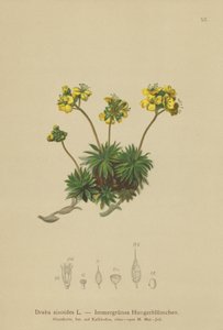 黄色のホイットローグラス（Draba aizoides） 作： German School