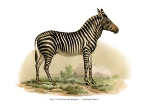 ゼブラ、1860