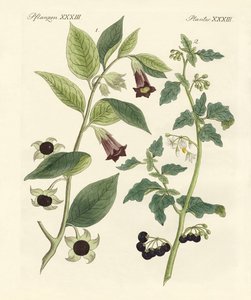土着の有毒植物 作： German School