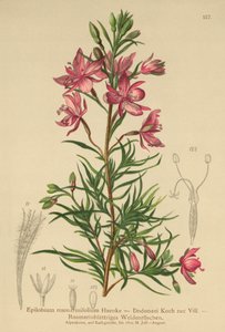 ローズマリー葉柳（Epilobium rosmarinifolium、Epilobium Dodonaei）