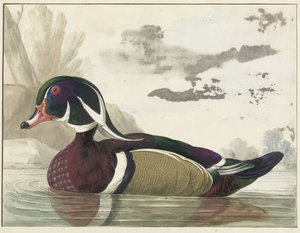 カロライナダック 作： Gerrit van den Heuvel