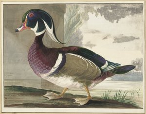 カロライナダック 作： Gerrit van den Heuvel