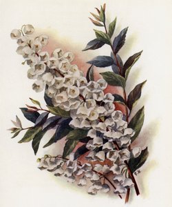 美しい干支V Cassinefolia 作： Gertrude Hamilton