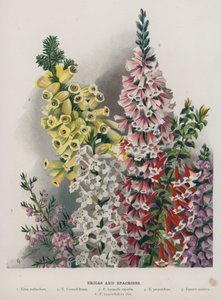 エリカとエパクリス 作： Gertrude Hamilton
