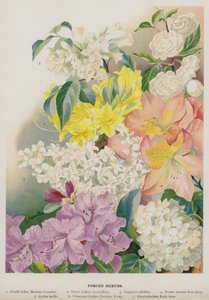 強制低木 作： Gertrude Hamilton