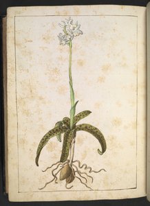ゲラルド・チボの「ローマの植物の絵画」からの白い花びらを持つ植物、MS 22333、f173v、c.1564-84を追加（紙に水彩とグワッシュ） 作： Gherardo Cibo