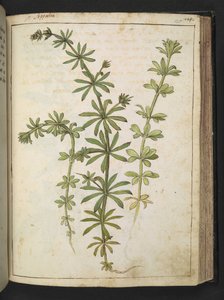 緑の葉を持つ植物、Gherardo Cibo の「Paintings of the Roman StatesのFlora」から、MS 22333、f125r、c.1564-84 を追加 (紙に水彩とグワッシュ) 作： Gherardo Cibo