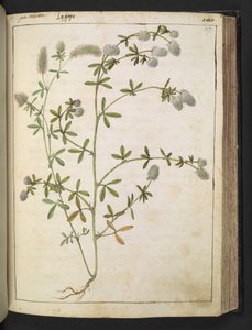 白い花を咲かせる植物。 、Gherardo Ciboによる「ローマ国家の植物の絵画」から、MS 22333、f117r、c.1564-84を追加（紙に水彩とグワッシュ） 作： Gherardo Cibo