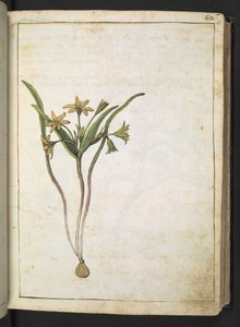 ゲラルド・シボ作「ローマの植物相の絵画」より、黄色の花を持つ植物、追加 MS 22333、f036r、c.1564-84 (紙に水彩とグワッシュ) 作： Gherardo Cibo