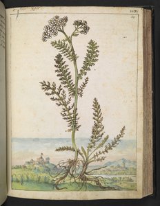 Achillea millefolium: 白い花を持つ背の高いシダ型の植物、Gherardo Cibo 作の「Paintings of Flora of the Roman States」より、MS 22333、f114r、c.1564-84 を追加 (紙に水彩とグワッシュ)