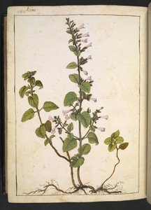 アシノス、クリノポディウム: 管状の花を持つ多年生の木本植物、Gherardo Cibo による「ローマ国家の植物相の絵画」から、MS 22333 を追加、f175v、c.1564-84 (紙に水彩とグワッシュ) 作： Gherardo Cibo