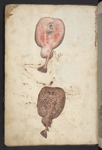 MS 22333、ローマ国家の植物の絵画、1564〜84年頃（紙に水彩とグワッシュ）を追加 作： Gherardo Cibo