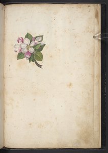 MS 22333 f61r、ブロッサム、「ローマの植物の絵画」、c.1564-84 から追加 (紙に水彩とグワッシュ) 作： Gherardo Cibo