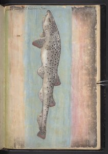 MS 22333 f.66r、Fish、「Paintings of Florals of the Roman States」、c.1564-84 から追加 (紙に水彩とグワッシュ) 作： Gherardo Cibo