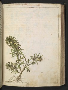 Ajuga chamaepitys: 緑の葉と黄色の花を持つ植物、Gherardo Cibo 作の「Paintings of Flora of the Roman States」より、MS 22333、f116r、c.1564-84 を追加 (紙に水彩とグワッシュ) 作： Gherardo Cibo