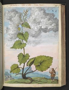 Alliaria petiolata：白い花びらを持つ背の高い植物。 、Gherardo Ciboによる「ローマ国家の植物相の絵画」から、MS 22333、f097r、c.1564-84を追加（紙に水彩とグワッシュ） 作： Gherardo Cibo