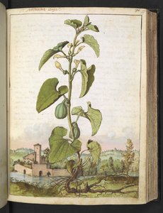 Aristolochia clematitis、Gherardo Cibo の「Paintings of Flora of the Roman States」より、MS 22333、f077r、c.1564-84 を追加 (紙に水彩とグワッシュ) 作： Gherardo Cibo