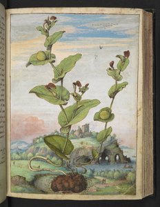 Aristolochia rotunda: 実を結ぶ植物、Gherardo Cibo 作の「Paintings of Flora of the Roman States」より、MS 22333、f078r、c.1564-84 を追加 (紙に水彩とグワッシュ)