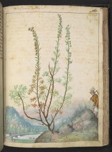 Artemisia abrotanum (サザンウッド)、Gherardo Cibo 作の「Paintings of Flora of the Roman States」より、MS 22333、f157r、c.1564-84 を追加 (紙に水彩とグワッシュ) 作： Gherardo Cibo
