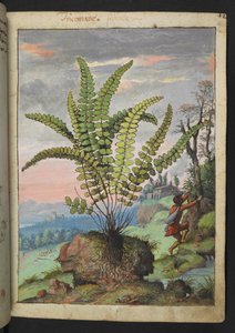 Asplenium trichomanes、Gherardo Cibo の「Paintings of Flora of the Roman States」から、MS 22333、f016r、c.1564-84 を追加 (紙に水彩とグワッシュ) 作： Gherardo Cibo