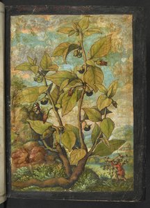Atropa belladonna または Atropa bella-donna、Gherardo Cibo 作の「Paintings of Flora of the Roman States」より、MS 22333、f005r、c.1564-84 を追加 (紙に水彩とグワッシュ)