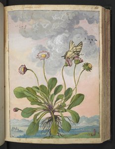 Bellis perennis、Gherardo Cibo の「Paintings of Flora of the Roman States」より、MS 22333、f067r、c.1564-84 を追加 (紙に水彩とグワッシュ)