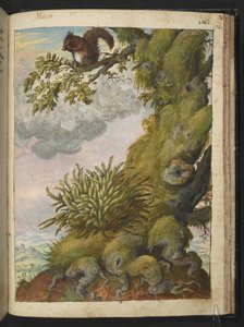 コケ植物 (コケ) と木の枝に座っているリス、Gherardo Cibo による「ローマ国家の植物相の絵画」より、MS 22333、f172r、c.1564-84 を追加 (紙に水彩とグワッシュ) 作： Gherardo Cibo