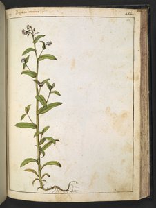 Buglossa、Anchusa azurea (Loddon Royalist)、Gherardo Cibo による「Paintings of Flora of the Roman States」より、MS 22333、f153r、c.1564-84 を追加 (紙に水彩とグワッシュ) 作： Gherardo Cibo