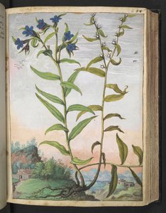 Buglossoides purpurocaerulea 、Gherardo Ciboによる「Paintings of Flora of the Roman States」から、MS 22333、f061r、c.1564-84を追加（紙に水彩とグワッシュ）
