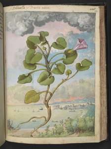 Calystegia soldanella、Gherardo Cibo の「Paintings of the Roman States of the Roman States」から、MS 22333、f150r、c.1564-84 を追加 (紙に水彩とグワッシュ) 作： Gherardo Cibo