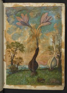 Colchicum autumnale、Gherardo Cibo の「Paintings of Flora of the Roman States」から、MS 22333、f022r、c.1564-84 を追加 (紙に水彩とグワッシュ) 作： Gherardo Cibo