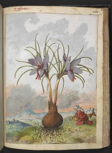Crocus sativus (サフラン)、Gherardo Cibo の「Paintings of Flora of the Roman States」より、MS 22333、f160r、c.1564-84 を追加 (紙に水彩とグワッシュ) 作： Gherardo Cibo