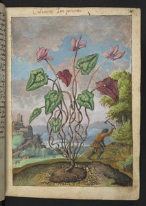 シクラメン ヘデリフォリウム、Gherardo Cibo 作の「Paintings of Flora of the Roman States」より、MS 22333、f012r、c.1564-84 を追加 (紙に水彩とグワッシュ)