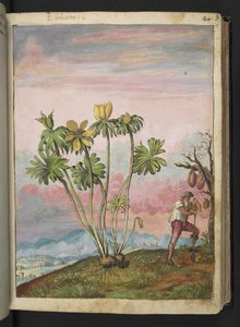 Eranthis hyemalis、Gherardo Cibo の「Paintings of the Roman States of the Roman States」から、MS 22333、f038r、c.1564-84 を追加 (紙に水彩とグワッシュ) 作： Gherardo Cibo
