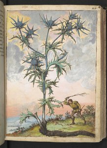 Eryngium maritimum、Gherardo Cibo の「Paintings of Flora of the Roman States」から、MS 22333、f047r、c.1564-84 を追加 (紙に水彩とグワッシュ) 作： Gherardo Cibo