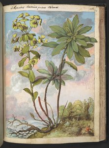 Euphorbia amygdaloides または Euphorbia characias、Gherardo Cibo による「ローマ国家の植物相の絵画」から、MS 22333、f154r、c.1564-84 を追加 (紙に水彩とグワッシュ)
